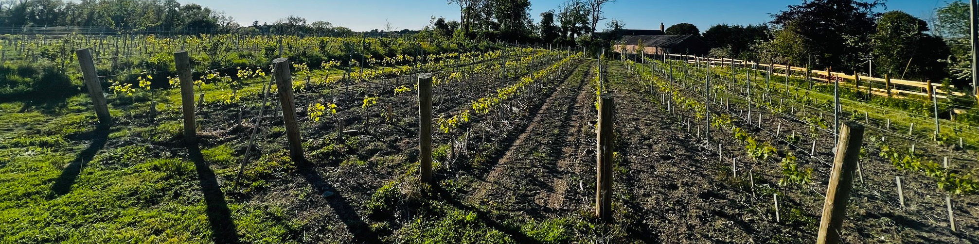 Fairy Trees Winery 